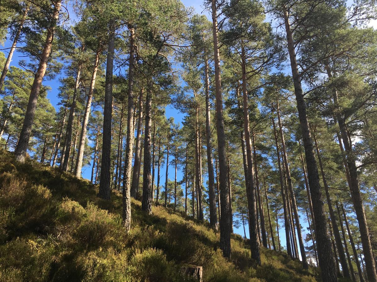 Firhall Highland B&B Grantown-on-Spey Eksteriør bilde